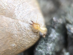 Coptotermes formosanus