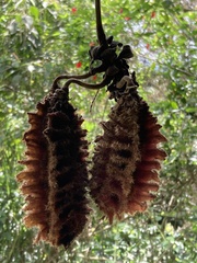 Mucuna mutisiana