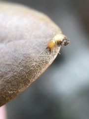 Coptotermes formosanus