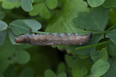Larentia clavaria