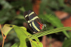 Heliconius pachinus