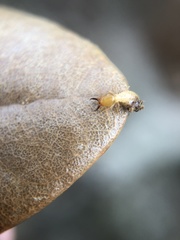 Coptotermes formosanus