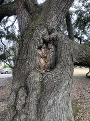 Coptotermes formosanus