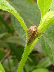 Umbonia spinosa