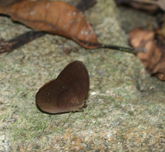 Faunis canens arcesilas