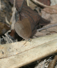 Faunis canens arcesilas