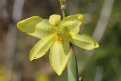 Moraea marlothii