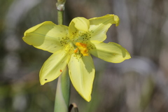 Moraea marlothii
