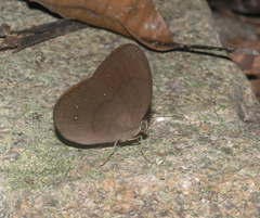 Faunis canens arcesilas