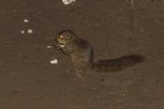 Sundasciurus tenuis