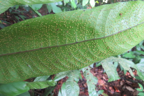 Tectaria beccariana observed 2018-04-07