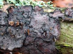 Peniophora quercina