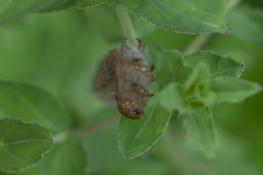 Larentia clavaria