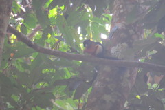 Callosciurus prevostii