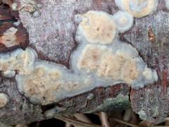 Radulomyces confluens