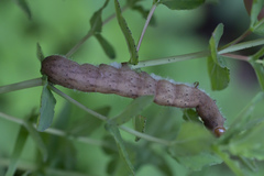 Larentia clavaria