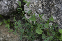 Aristolochia parvifolia