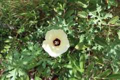 Distimake kentrocaulos