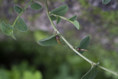 Aristolochia parvifolia