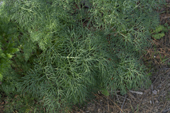 Ferula glauca