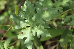 Distimake kentrocaulos