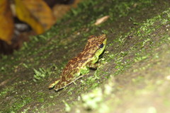Staurois guttatus