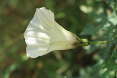 Distimake kentrocaulos