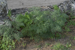 Ferula glauca