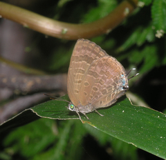 Arhopala aurelia
