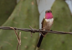 Mexican Sheartail photo 2