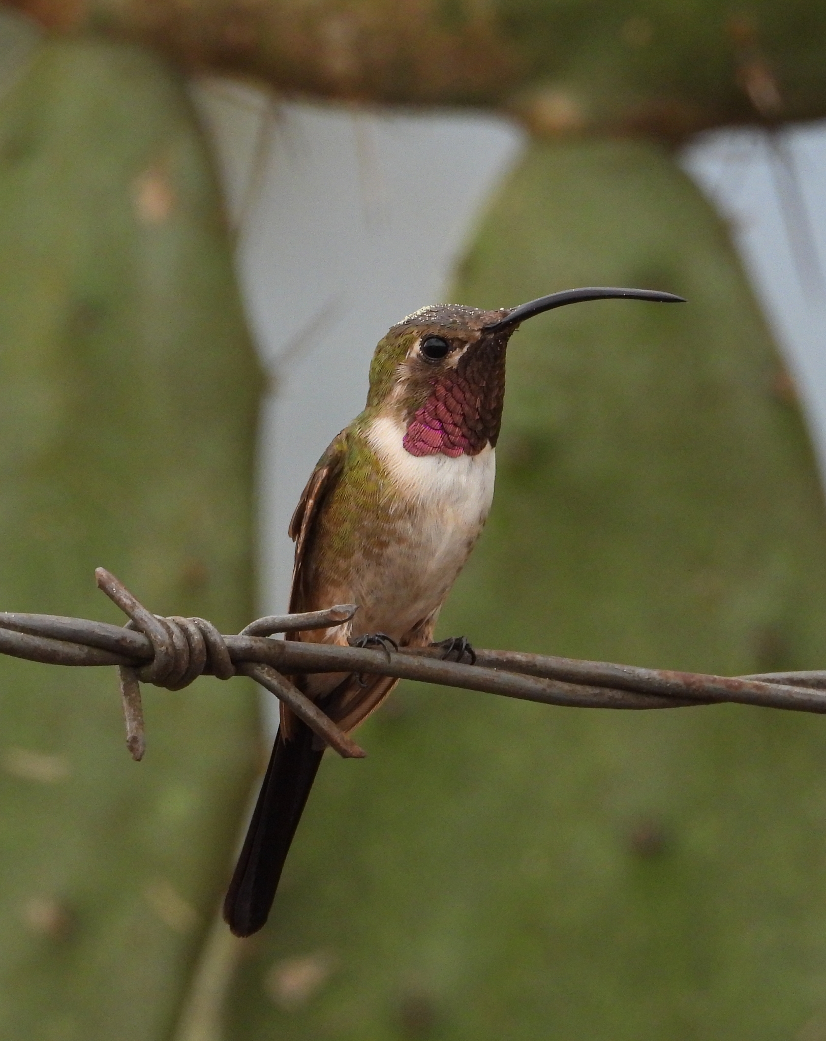 Mexican Sheartail illustration