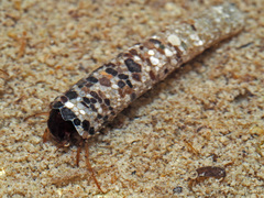Sericostoma