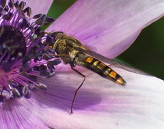 Episyrphus balteatus