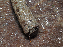 Sericostoma