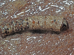 Sericostoma