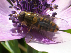 Episyrphus balteatus