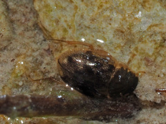 Laccobius