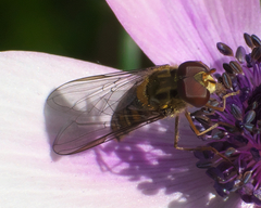 Episyrphus balteatus