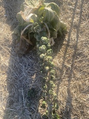 Brassica oleracea gemmifera