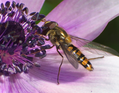 Episyrphus balteatus