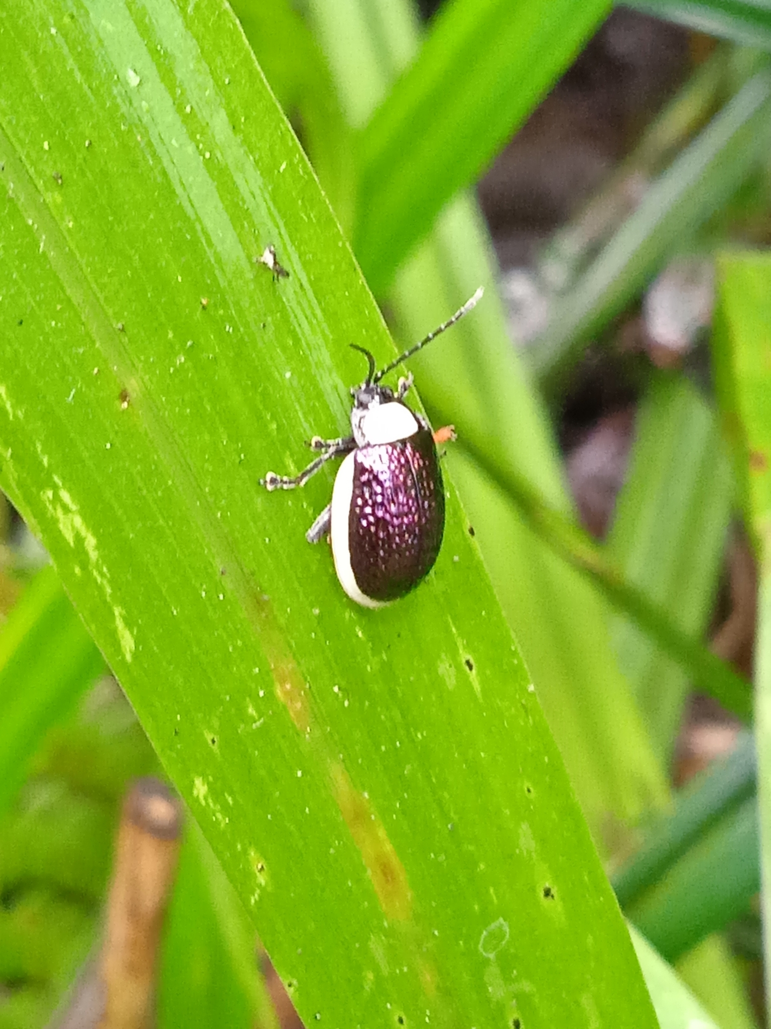 Chrysomelidae image