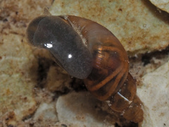 Galba truncatula