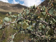Berberis grevilleana