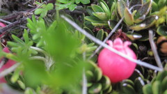 Disterigma empetrifolium