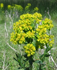 Euphorbia palustris