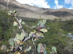 Berberis grevilleana