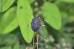 Dinidoridae