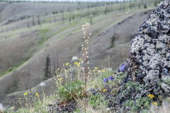 Dracocephalum palmatum