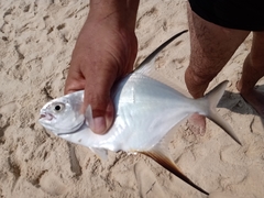 Trachinotus goodei