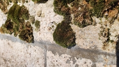 Gymnostomum aeruginosum